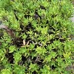 Glandora prostrata 葉