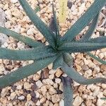 Aloe cryptopoda Folha