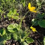 Ranunculus bullatus Alkat (teljes növény)