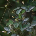 Oxalis barrelieri Flor