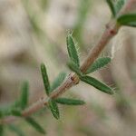 Erica tetralix Hoja