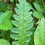 Pedicularis canadensis 葉