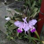 Cattleya lueddemanniana Blodyn