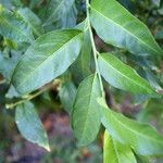 Cestrum parqui Leaf