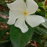 Tabernaemontana divaricata Flower