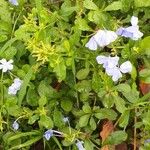 Plumbago auriculataFlower