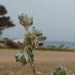 Filago pyramidata Magamba