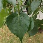 Croton urucurana Leaf