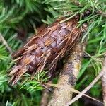 Abies sibirica Froito