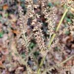 Teucrium scorodoniaBlomst