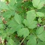 Dicentra spectabilis Hoja