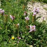 Prunella grandiflora Buveinė