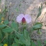 Lathyrus oleraceus Flower