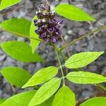 Wisteria frutescens Hoja