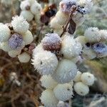 Symphoricarpos albus Fruchs