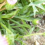 Erigeron alpinus Folha