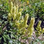 Castilleja sulphurea फूल