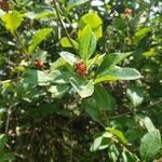 Lonicera periclymenum Fruit