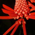 Erythrina gibbosa फूल