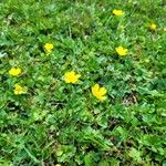 Ranunculus montanusFlower