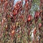 Leucadendron salignumBlad