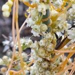 Cuscuta campestris Vrucht