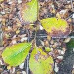 Populus glauca