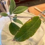 Buddleja globosa Leaf