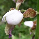 Eulophia horsfallii Flower