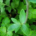 Aquilegia nigricans Kôra