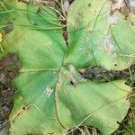 Costus spectabilis Leaf