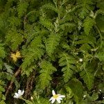 Argyranthemum adauctum Vekstform