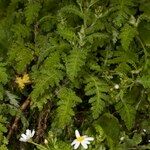 Argyranthemum adauctum Habit