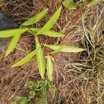 Landolphia lanceolata Φύλλο