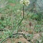 Allium howellii ফুল