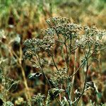 Eriogonum multiflorum Fruit