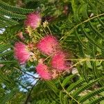 Albizia julibrissinBlüte