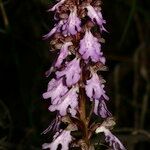 Himantoglossum metlesicsianum Flower