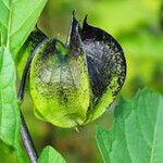 Nicandra physalodes Frugt