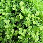 Selaginella kraussiana Hàbitat