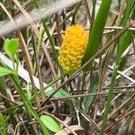 Polygala lutea Flower