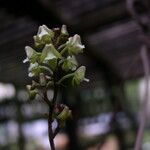 Polystachya concreta Flower