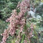 Scirpus cyperinus Fruit