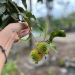 Nephelium lappaceum Fruit