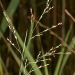 Panicum repens Плод