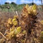 Ononis pubescens Fruit