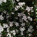 Serissa japonica Blomst