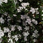 Serissa japonica Flor
