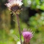 Cirsium andersonii Flor