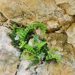 Asplenium viride Лист